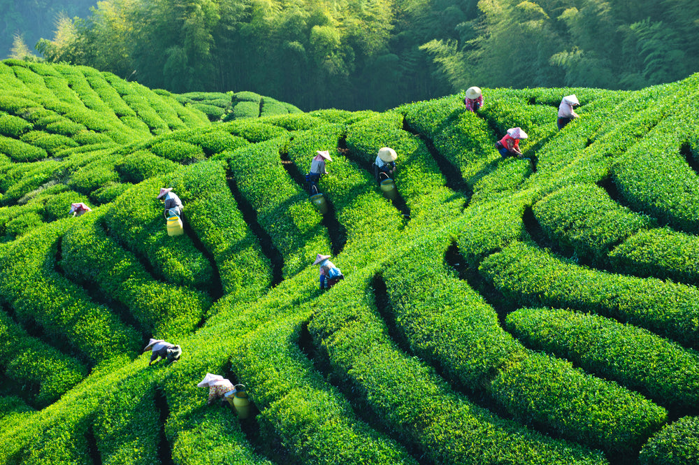 Doses (Tea Proper)