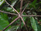 Cocktail Kingdom  Bois Lélé (Swizzle Stick)